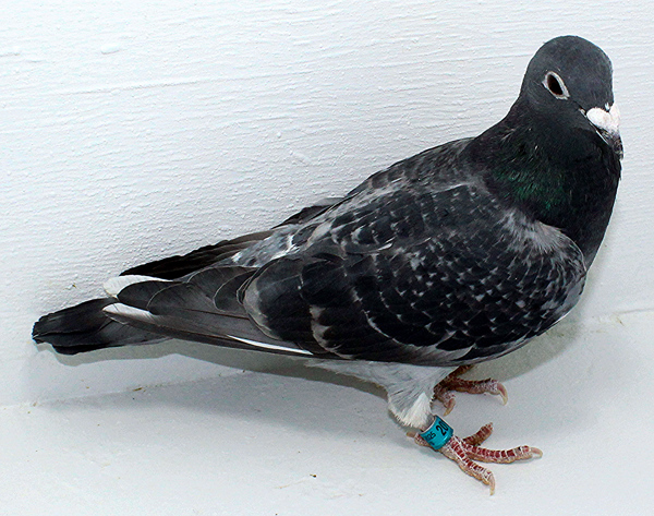 Band: AU 20197 FOYS 2025